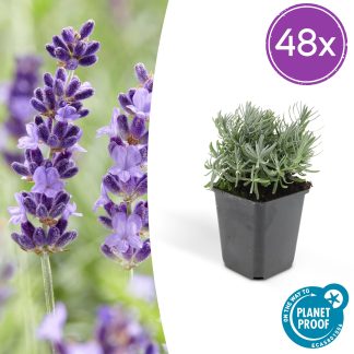 48x Lavandula 'Hidcote' - Altezza 10-25cm - Vaso 9cm