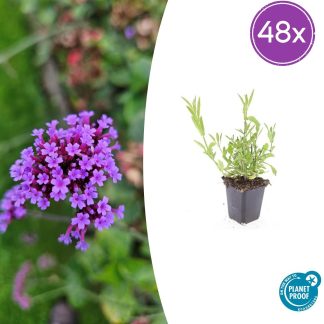 48x Verbena bonariensis - Altezza 10-25cm - Vaso 9cm