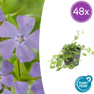 48x Vinca minor - Altezza 10-25cm - Vaso 9cm