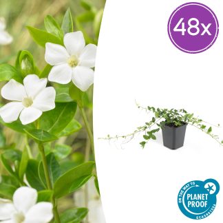 48x Vinca minor 'Alba' - Altezza 10-25cm - Vaso 9cm