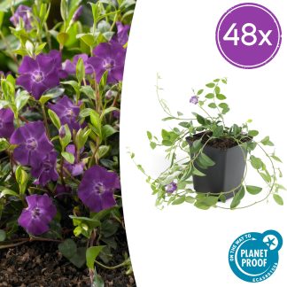 48x Vinca minor 'Atropurpurea', - Altezza 10-25cm - Vaso 9cm