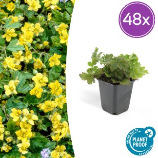 48x Waldsteinia ternata - Altezza 10-25cm - Vaso 9cm
