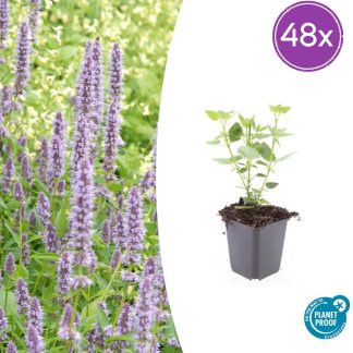 48x Agastache 'Blu Fortune' - Altezza 10-25cm - Vaso 9cm