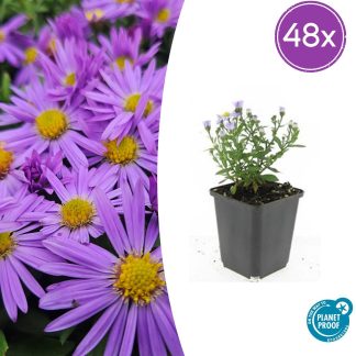 48x Aster (D) 'Prof. Anton Kippenberg' - Altezza 10-25cm - Vaso 9cm