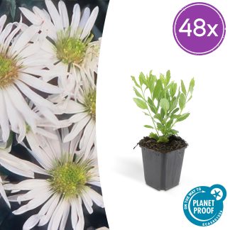 48x Aster ageratoides 'Ashvi' - Altezza 10-25cm - Vaso 9cm