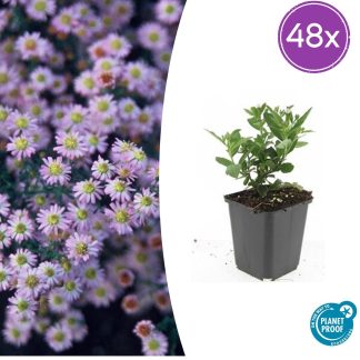 48x Aster ageratoides 'Stardust' - Altezza 10-25cm - Vaso 9cm