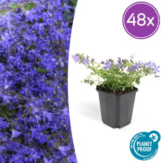 48x Campanula poscharskyana 'Stella' - Altezza 10-25cm - Vaso 9cm