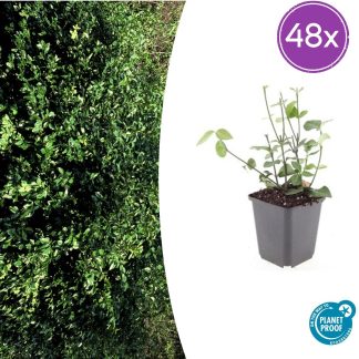 48x Euonymus fort. 'Coloratus' - Altezza 10-25cm - Vaso 9cm