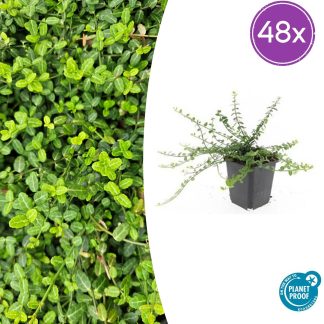 48x Euonymus fort. 'Minimus' - Altezza 10-25cm - Vaso 9cm