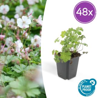 48x Geranium cant. 'Biokovo' - Altezza 10-25cm - Vaso 9cm