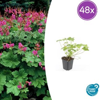 48x Geranium macr. 'Czakor' - Altezza 10-25cm - Vaso 9cm