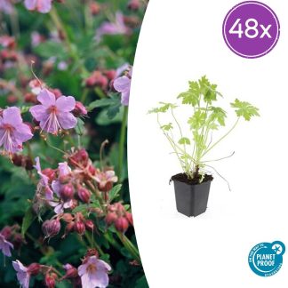 48x Geranium macrorrhizum - Altezza 10-25cm - Vaso 9cm