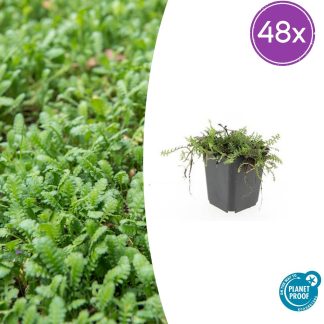 48x Leptinella squalida - Altezza 10-25cm - Vaso 9cm