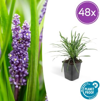 48x Liriope muscari 'Big Blu' - Altezza 10-25cm - Vaso 9cm