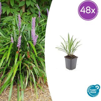48x Liriope muscari 'Ingwersen' - Altezza 10-25cm - Vaso 9cm
