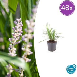 48x Liriope muscari 'Monroe Bianco' - Altezza 10-25cm - Vaso 9cm
