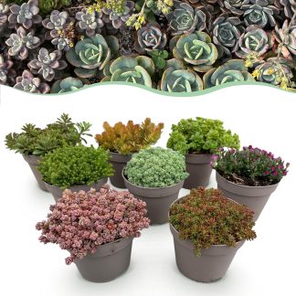 Green boutiQ - Bodembedekker - Winterhard - Alpine Mix - 8 Planten - Diversen Kleuren - Weinig Onderhoud - Pot 14 Hoogte 17