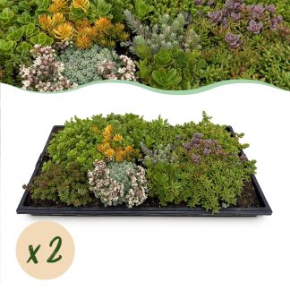 Green boutiQ - Bodembedekker - Winterhard - Sedum mat - Bestaat uit 10 soorten - X2 - Weinig Onderhoud - Lengte 50 Breedte 30