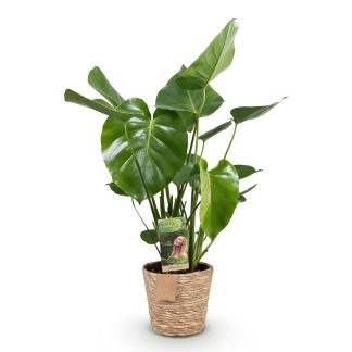 Green boutiQ - Houseplants - Monstera Deliciosa - Swiss Cheese Plant - Low Maintenance - Biancoh Basket - Green - 1 Plant - Pot 21cm - Height 70-80cm