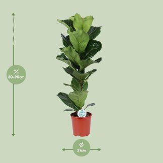 Ficus Lyrata - Vaso 21cm - Altezza 90cm