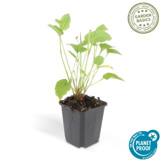 60x Persicaria amplexicaulis - Altezza 10-25cm - Vaso 9cm