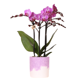 Kolibri Orchids | Purple Vienna orchid + Bloom decorative pot purple – pot size Vaso 9cm | flowering houseplant – fresh from the grower