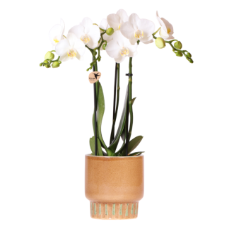 Kolibri Orchids | Bianco Amabilis orchid + Bold Cognac decorative pot – pot size Vaso 9cm | flowering houseplant – fresh from the grower