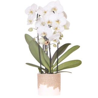 Kolibri Orchids | Bianco Niagara Falls orchid + Bloom sand decorative pot – pot size Vaso 12cm | flowering houseplant – fresh from the grower