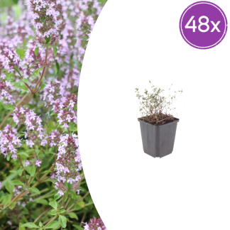 48x Thymus vulgaris - Altezza 10-25cm - Vaso 9cm