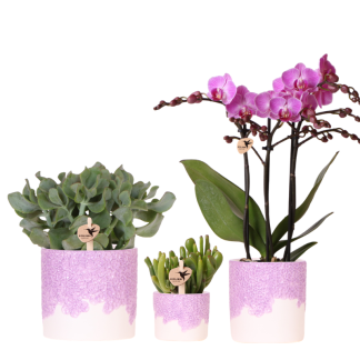 Kolibri Company | Bloom Purple Plant Set | Purple Vienna orchid + green plants incl. decorative pots
