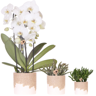 Kolibri Company | Bloom Sand Plant Set | White Niagara Falls orchid 12cm + green plants incl. Bloom Sand decorative pots