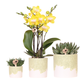Kolibri Company | Bloom Green Plant Set | Yellow Albenga orchid 9cm + green plants incl. decorative pots
