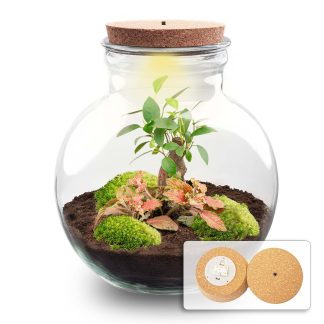 DIY terrarium - Teddy bonsai - ↕ 26,5 cm - Met LED-kurk