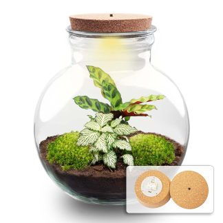 DIY terrarium - Teddy - ↕ 26,5 cm - Met LED-kurk