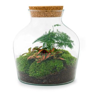 DIY terrarium - Little Joe - Altezza  21,5 cm - Normal