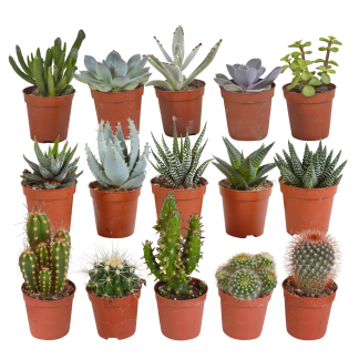 Cactus en vetplanten mix 5.5 cm | 15 pieces - zonder pot