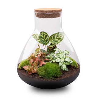 DIY terrarium - Sam XL Red - Altezza  35 cm - No tools