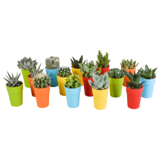 Cactus en vetplanten mix 5.5 cm | 15 pieces - in gekleurde plasticpot