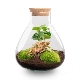 DIY terrarium - Sammie Coffea - Altezza  26 cm - No tools