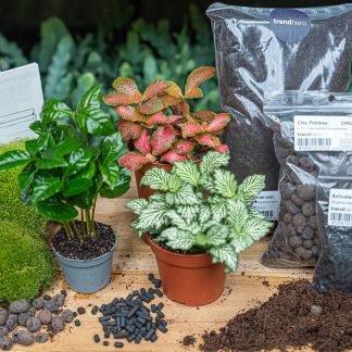 Terrarium kit Coffea Arabica