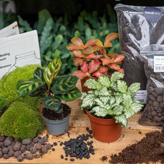 Terrarium kit Calathea Makoyana - Package 2