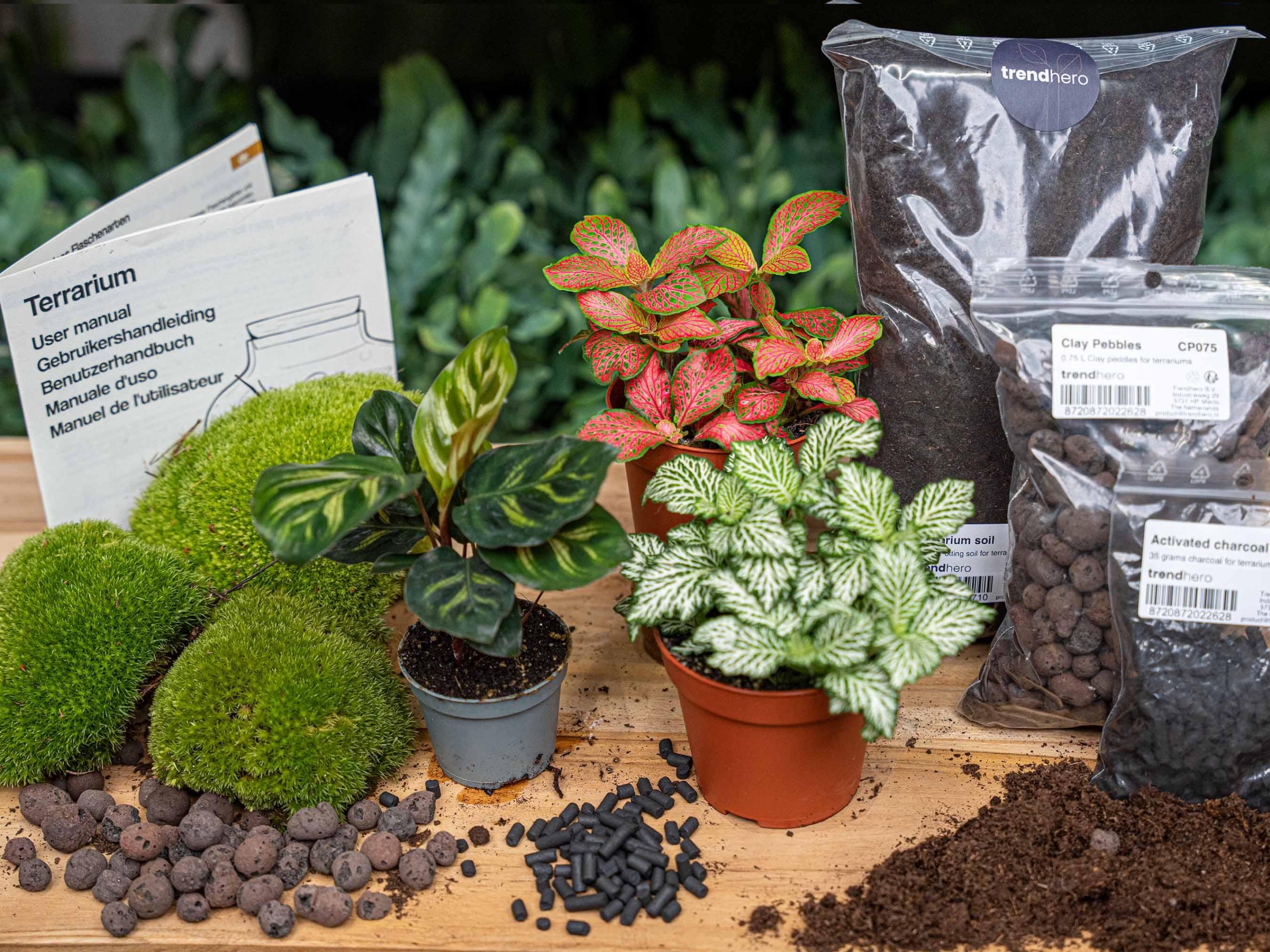 Terrarium kit Calathea Makoyana – Package 2