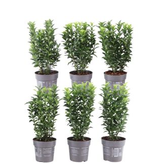 Plants by Frank - 1 meter Green Spindle hedge - Euonymus japonicus 'Green Spire' - Set of 6 hardy hedge plants - Evergreen hedge - Delivered straight from the grower