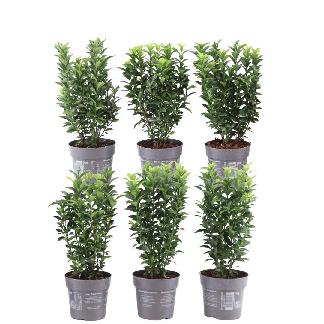 Plants by Frank – 1 meter Green Spindle hedge – Euonymus japonicus ‘Green Spire’ – Set of 6 hardy hedge plants – Evergreen hedge – Delivered straight from the grower