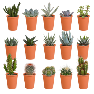 Cactus en vetplanten mix 5.5 cm | 15 pieces - in terracotta pot