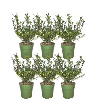 Plants by Frank - 1 meter Holly hedge - Ilex crenata 'Jenny'® - Set of 6 hardy hedge plants - Evergreen hedge - Delivered freshly from the grower