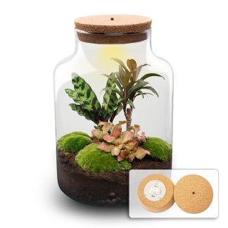 DIY Planten terrarium met licht - Milky Palm - Vaso  21 cm ↑ 30 cm