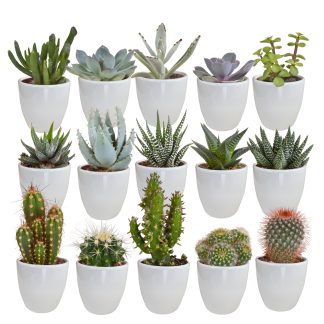 Cactus en vetplanten mix 5.5 cm | 15 pieces - in Biancote pot