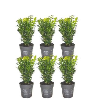 1 meter Buxus Sempervirens haag - Altezza  20 cm - 6 x Vaso 12 cm