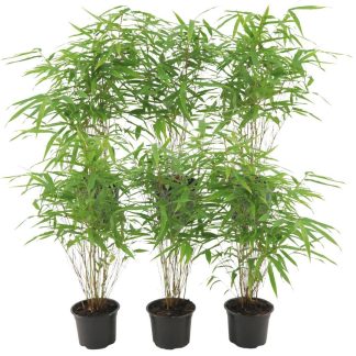 6 x Fargesia Rufa Vaso 12 cm - Altezza 25 cm